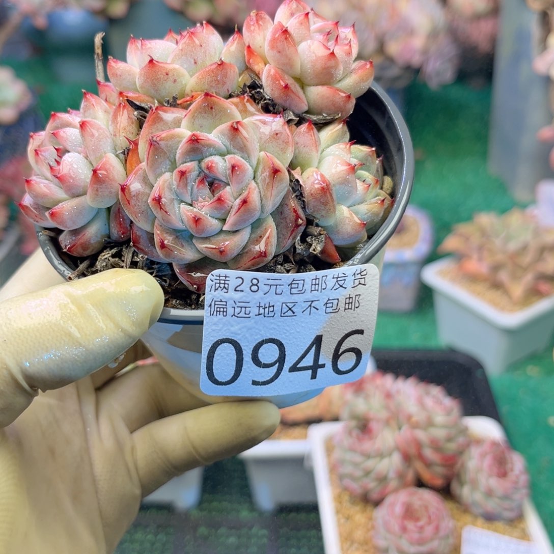 大0946:）d h d h f h b b