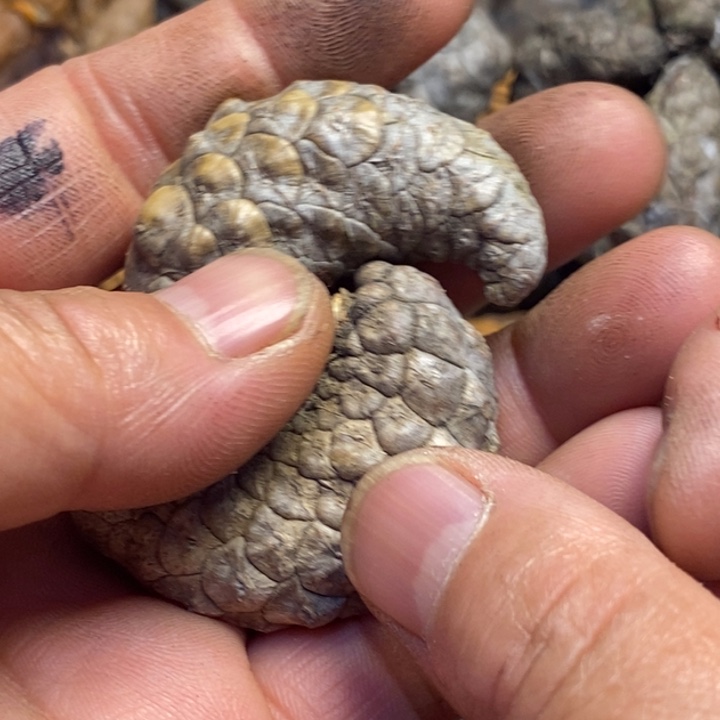 文玩核桃吊坠东北特产232