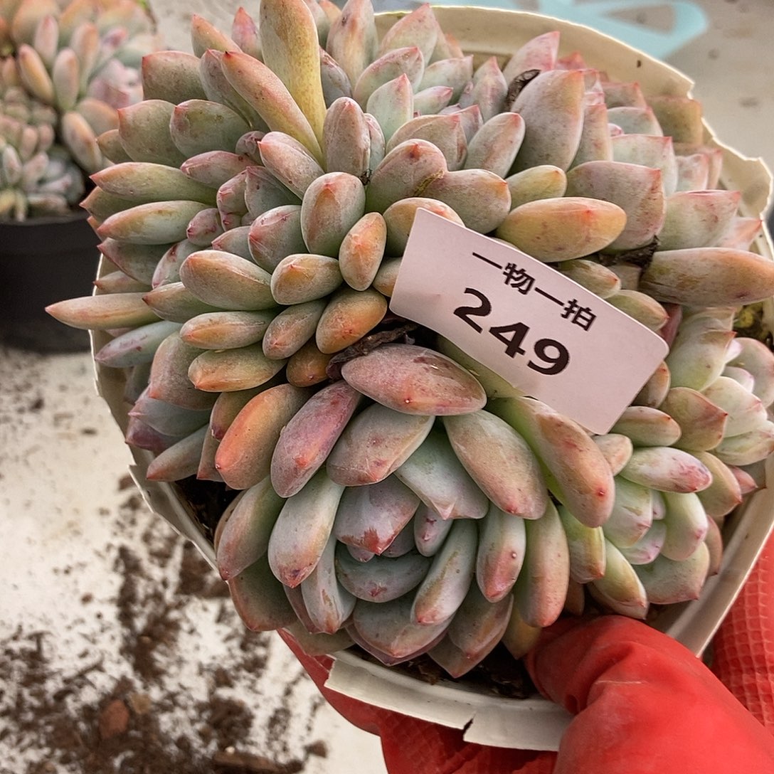 249 石榴籽一物一拍