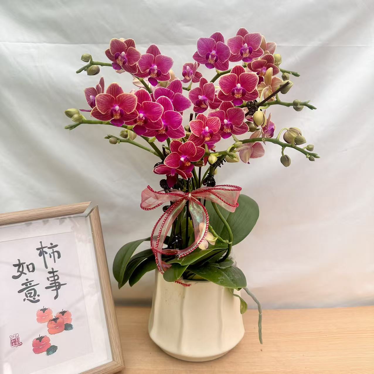 蝴蝶蘭【金边玲珑】酒红色系 桌面款小花型  爆花量