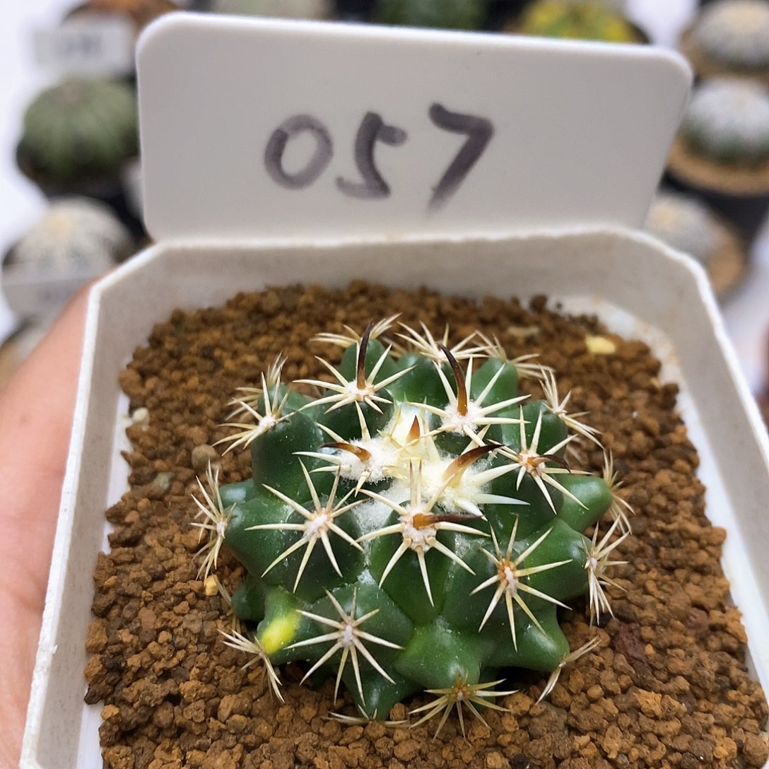 钢钉福利特价来了福利