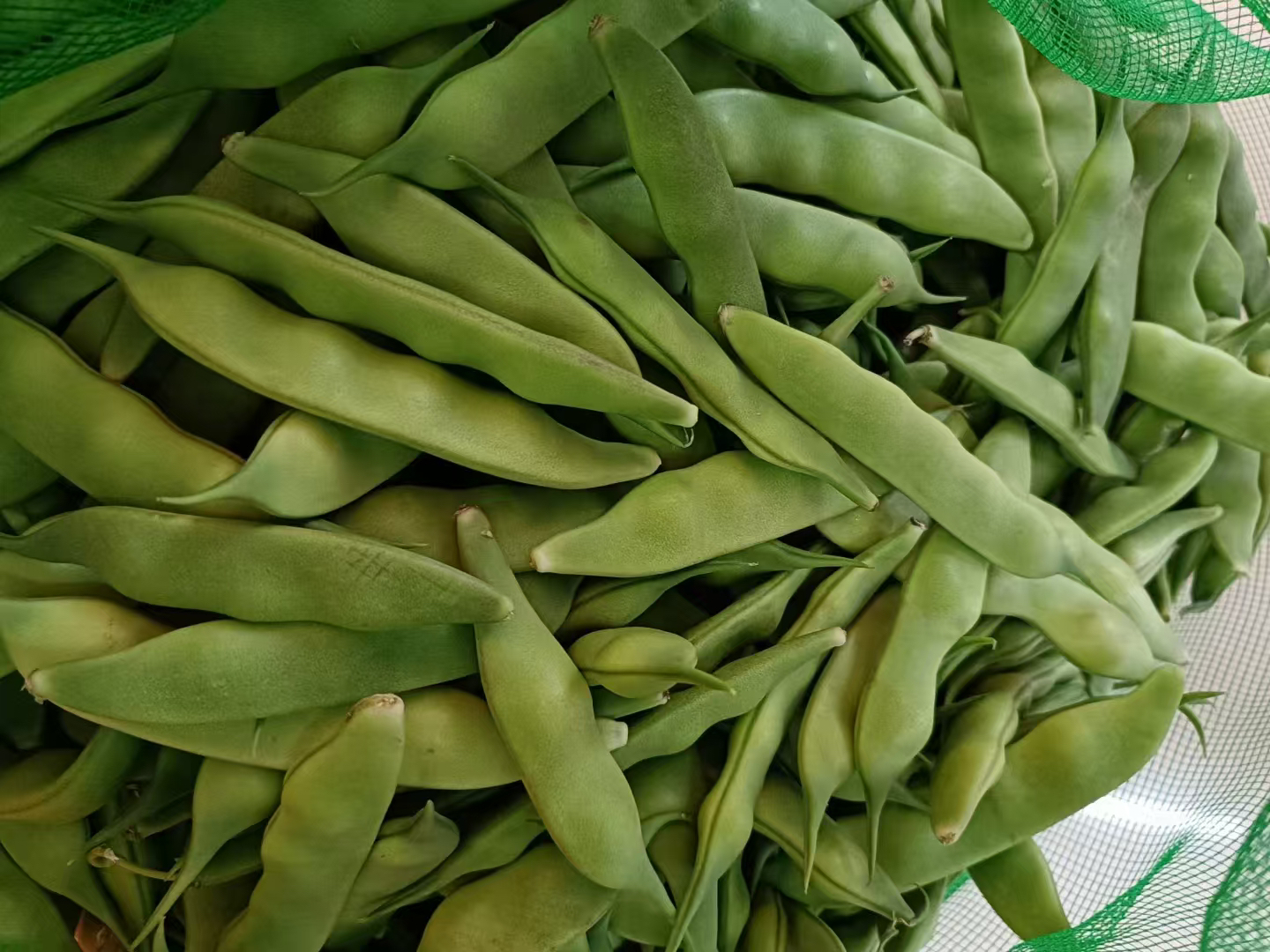 东北特产油豆角新鲜现摘开锅烂自然原味包邮