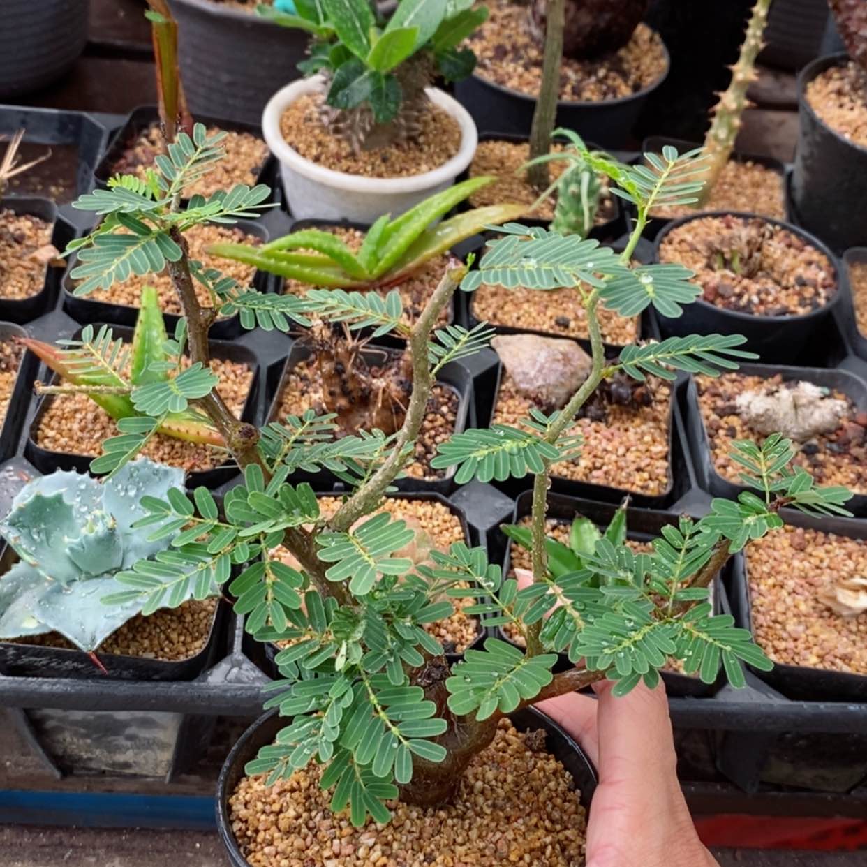 【闪购商品】沙漠苏木