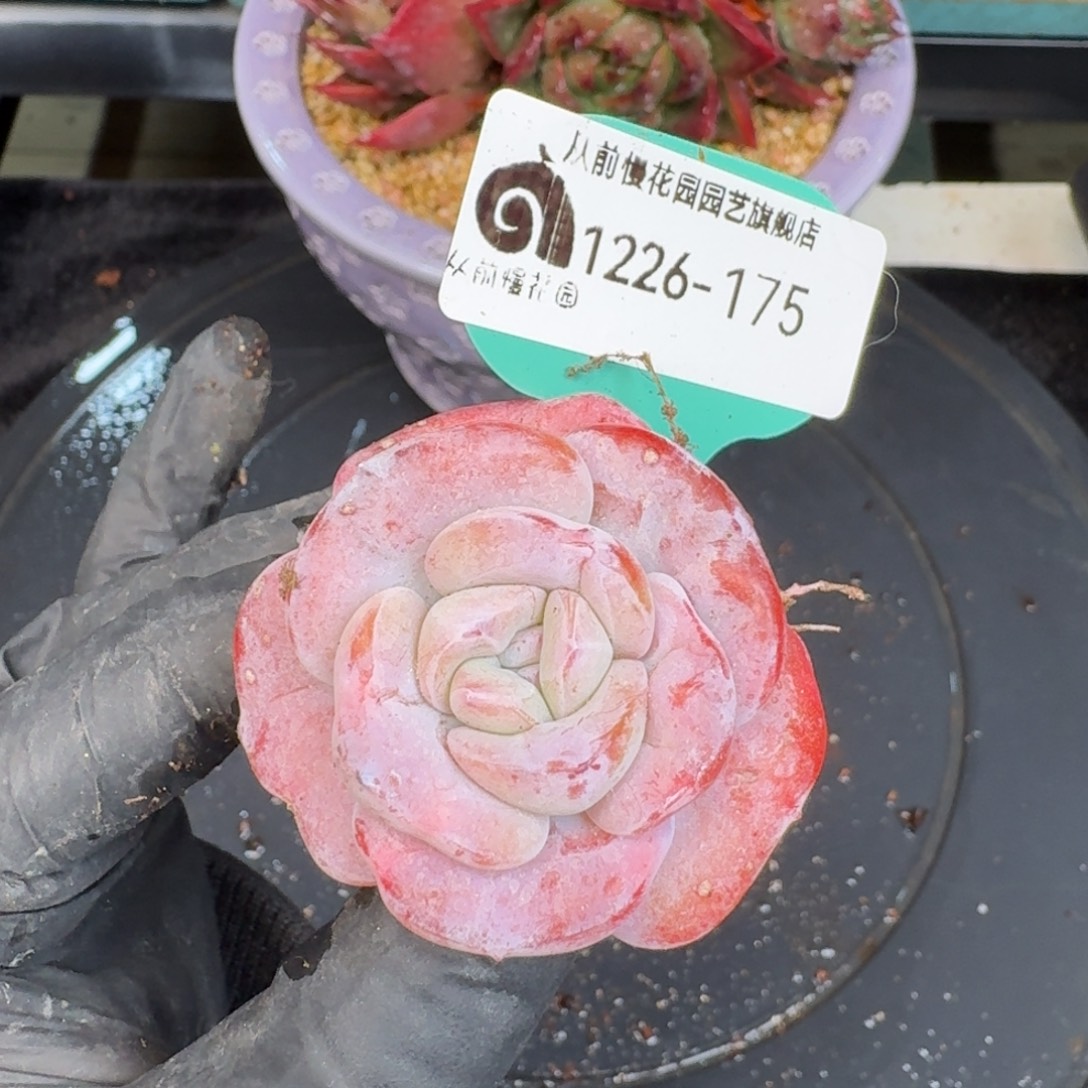 从前慢多肉精选编号1226.175