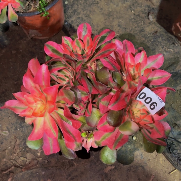 900香妃多肉植物不售后