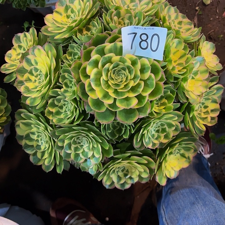 多肉植物福利780个