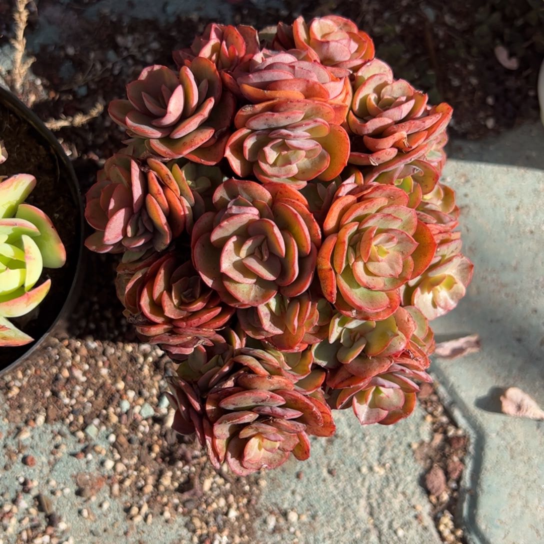 小叶秀妍多肉植物精品