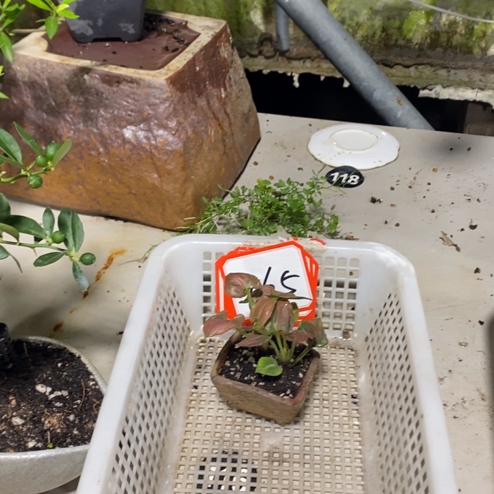 满***硬无花朵一物一拍165