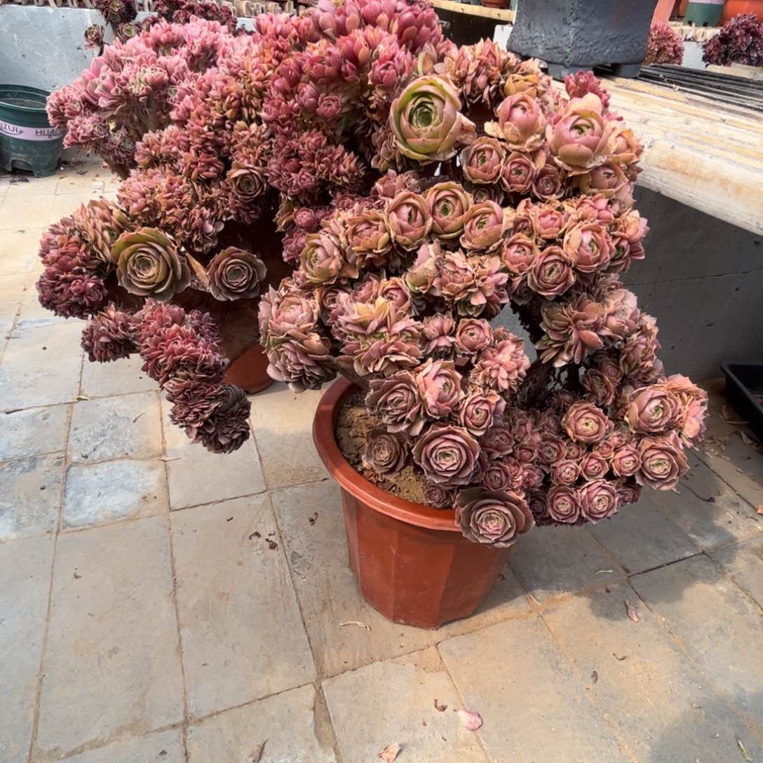 万圣节法师缀化脱土发货9