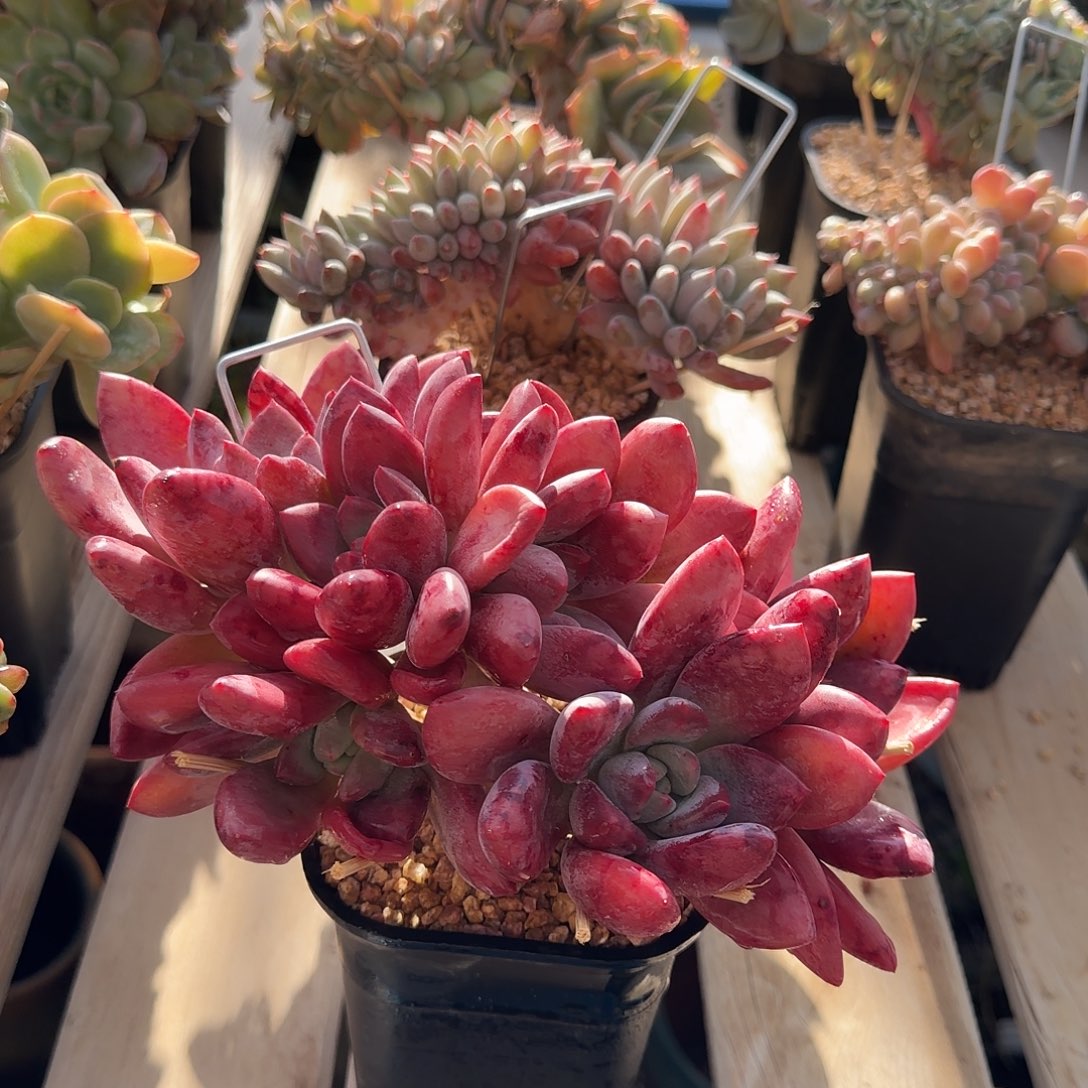 奥普杂朵朵缀一物一拍