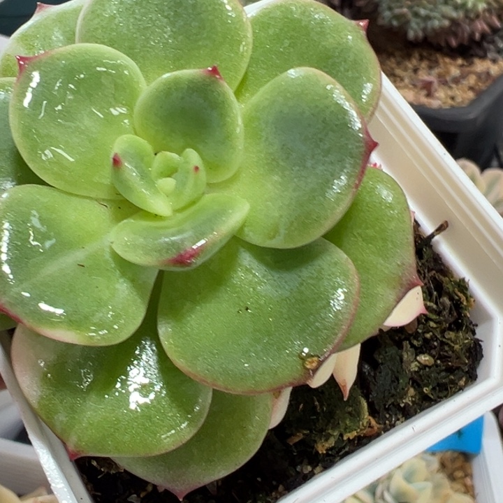 三文鱼锦多肉植物356