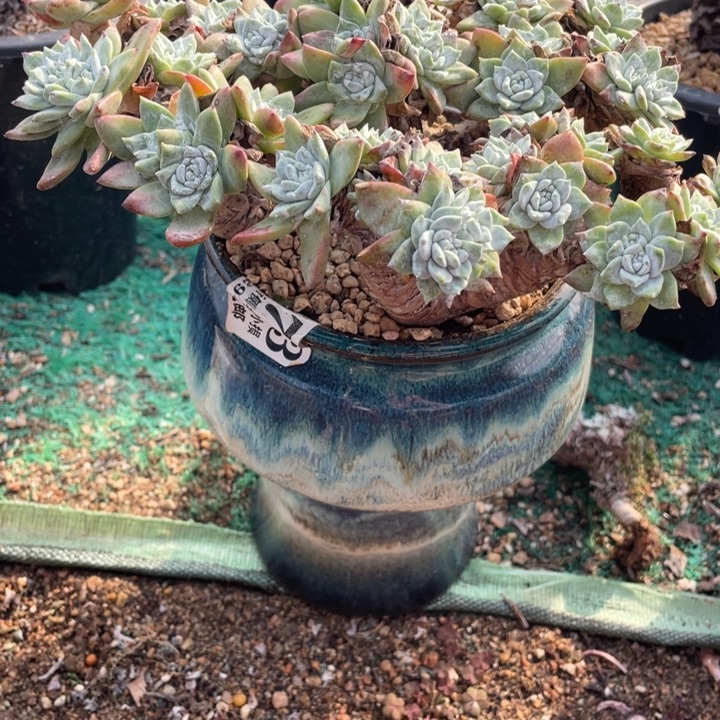 43号白雪杂交山东多肉植物