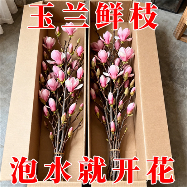 水培紫玉兰花鲜切枝带花苞发货室内水养耐寒观赏花卉