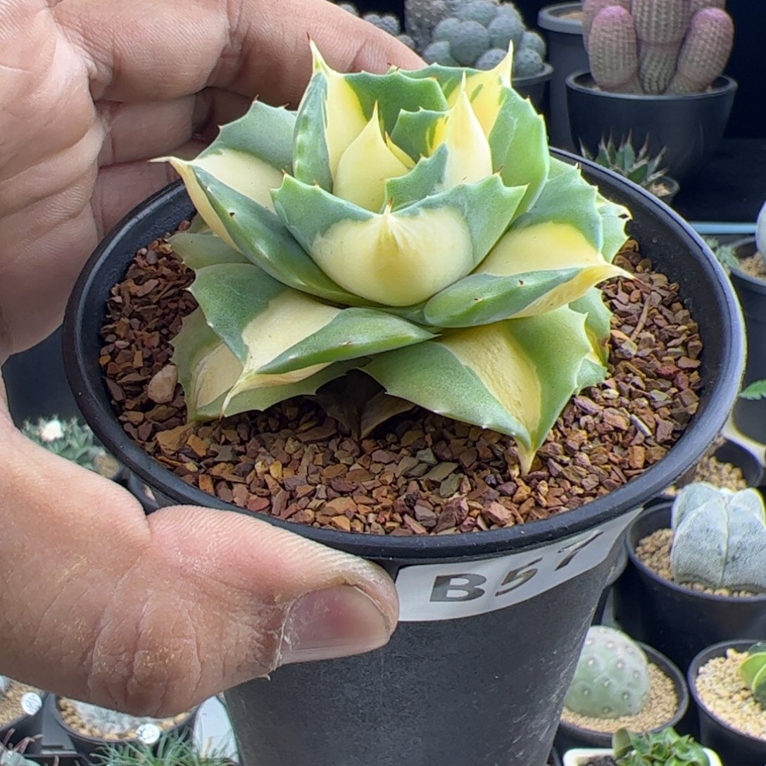 厚叶黄中斑龙舌兰一物一拍