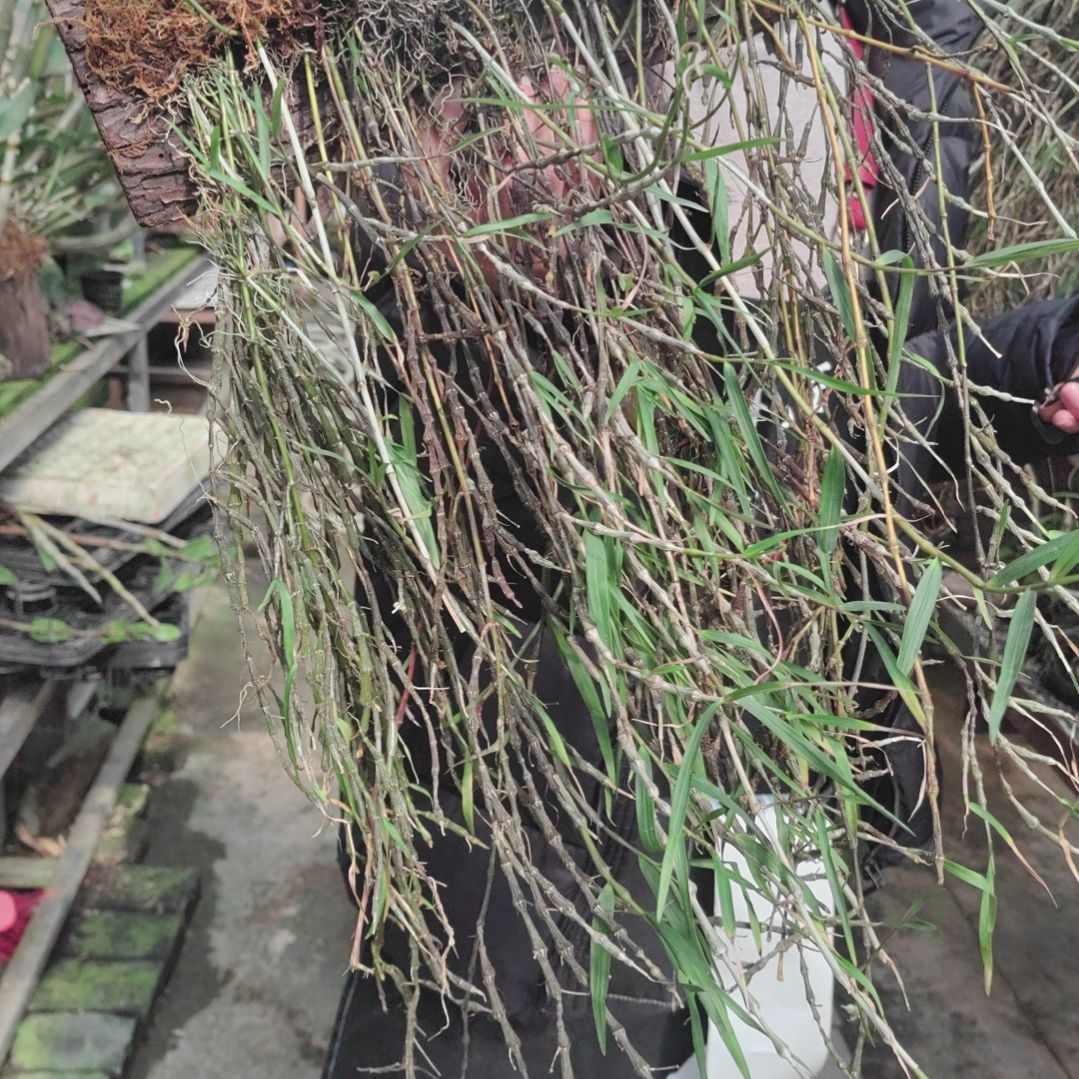 386串珠花卉植物花卉
