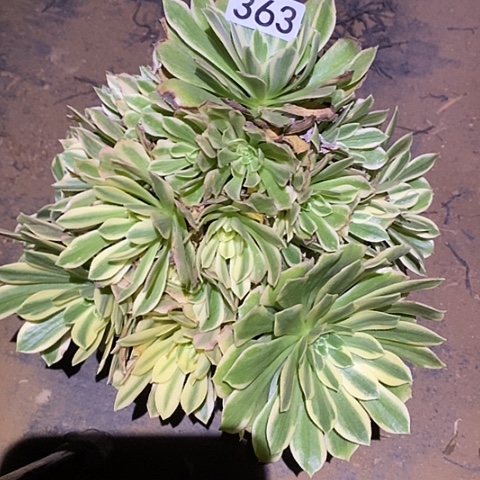 多肉植物法师363颜宁