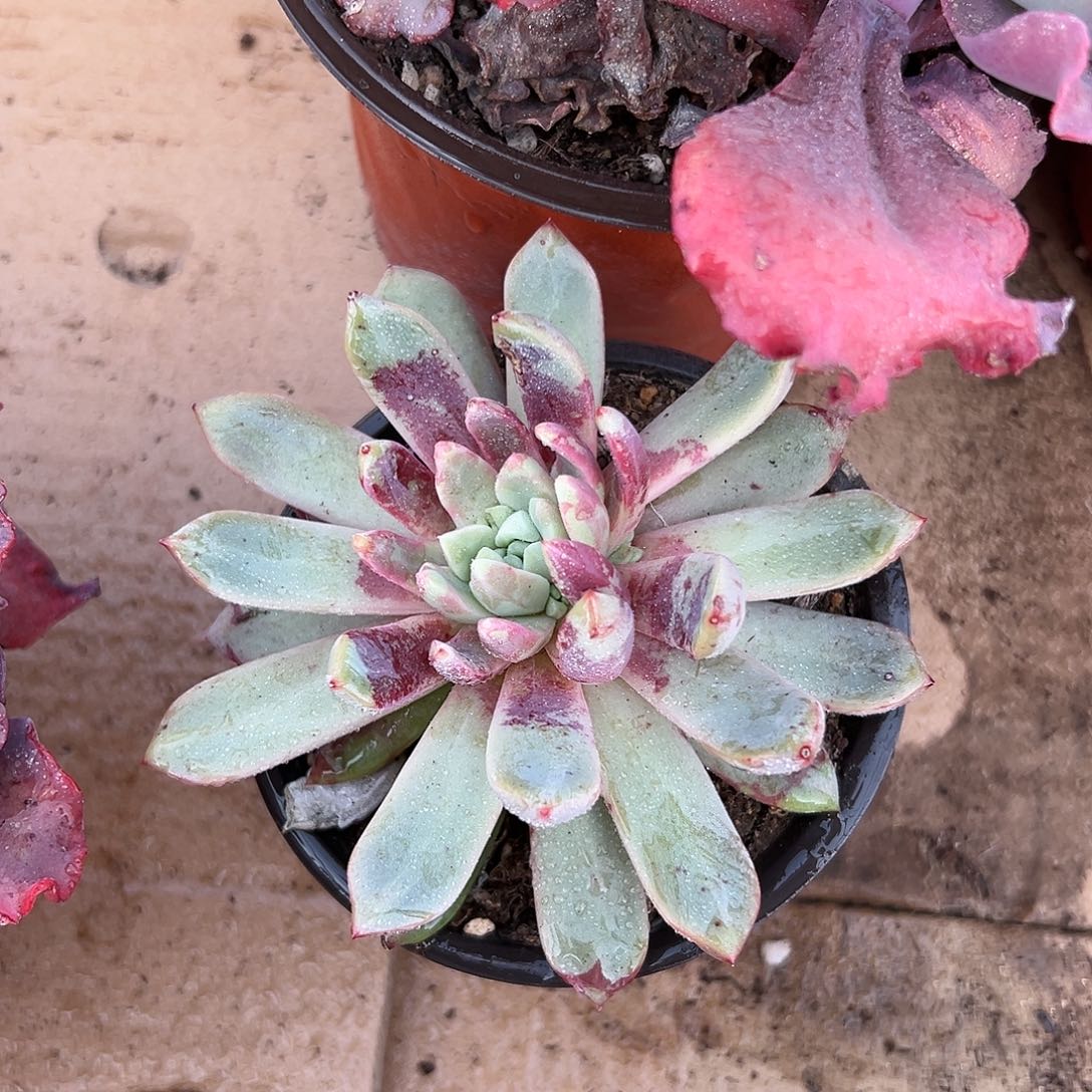 多肉植物血燕单头