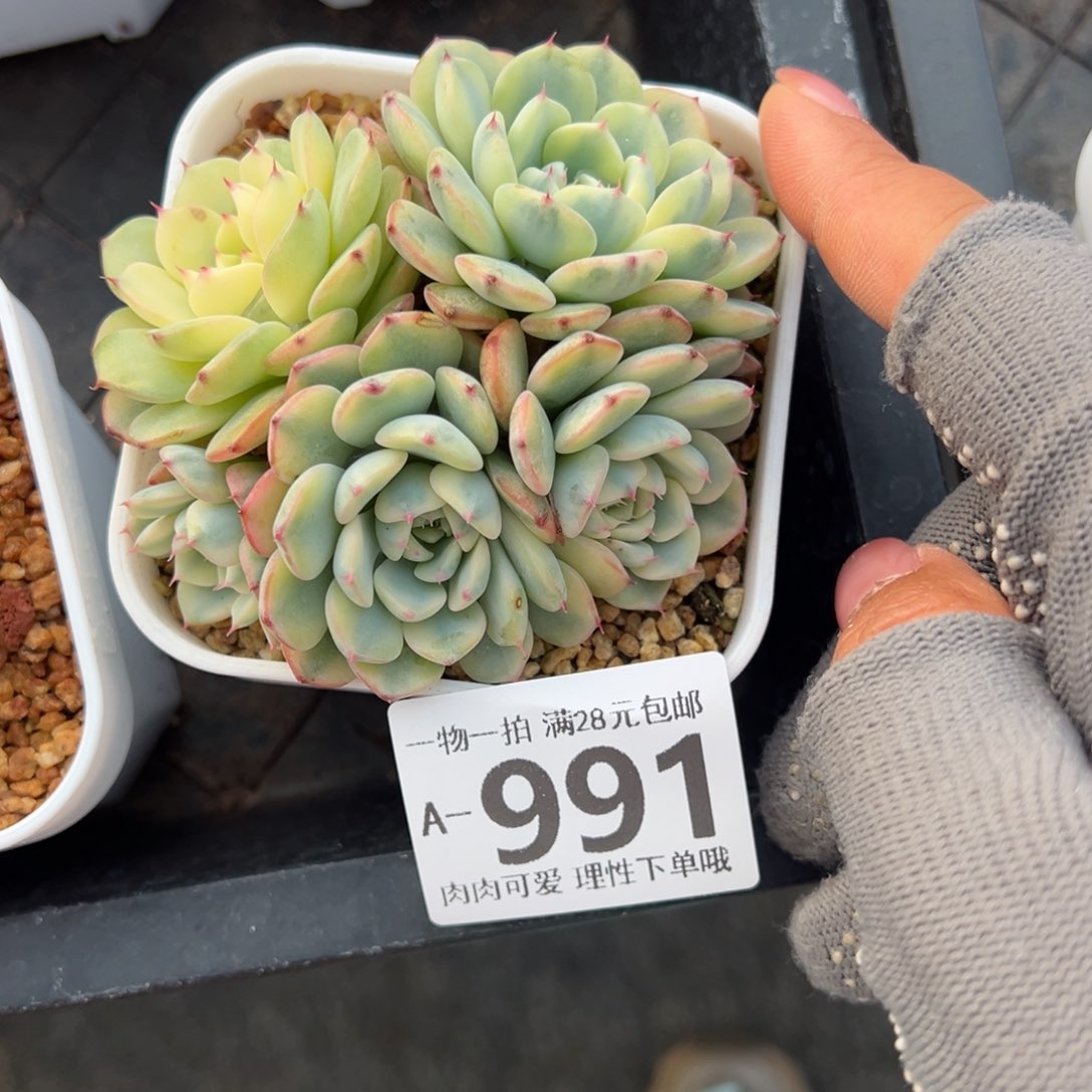 姬莲锦多肉多肉多肉多肉