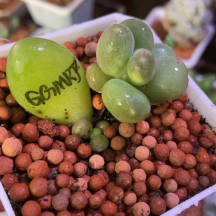 刚果美人锦多肉植物