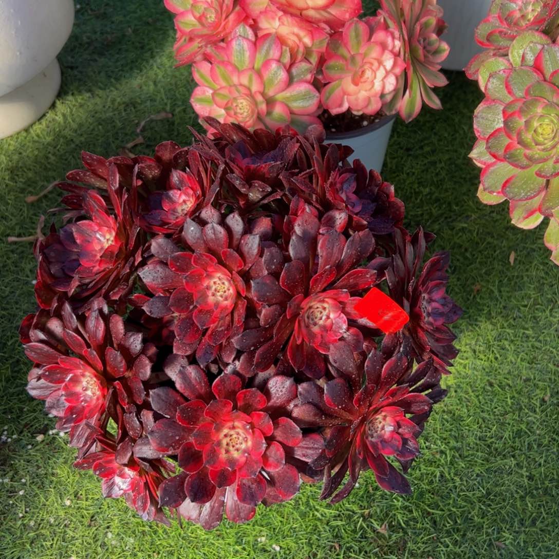 02炖肉植物发货烟花