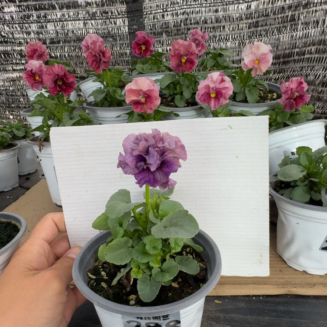 全部花朵288号角堇