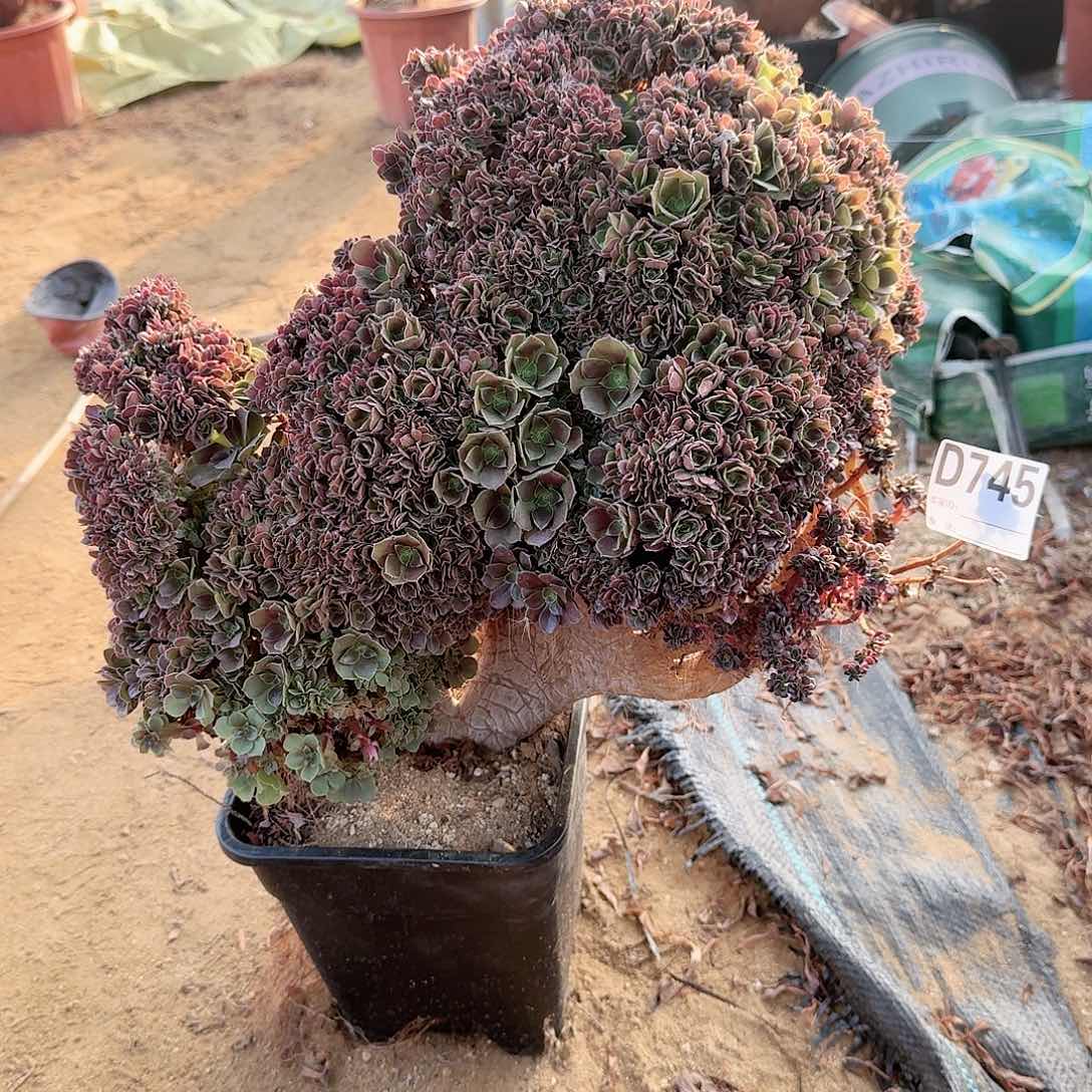 745玫瑰朵朵有伤一颗呀呀