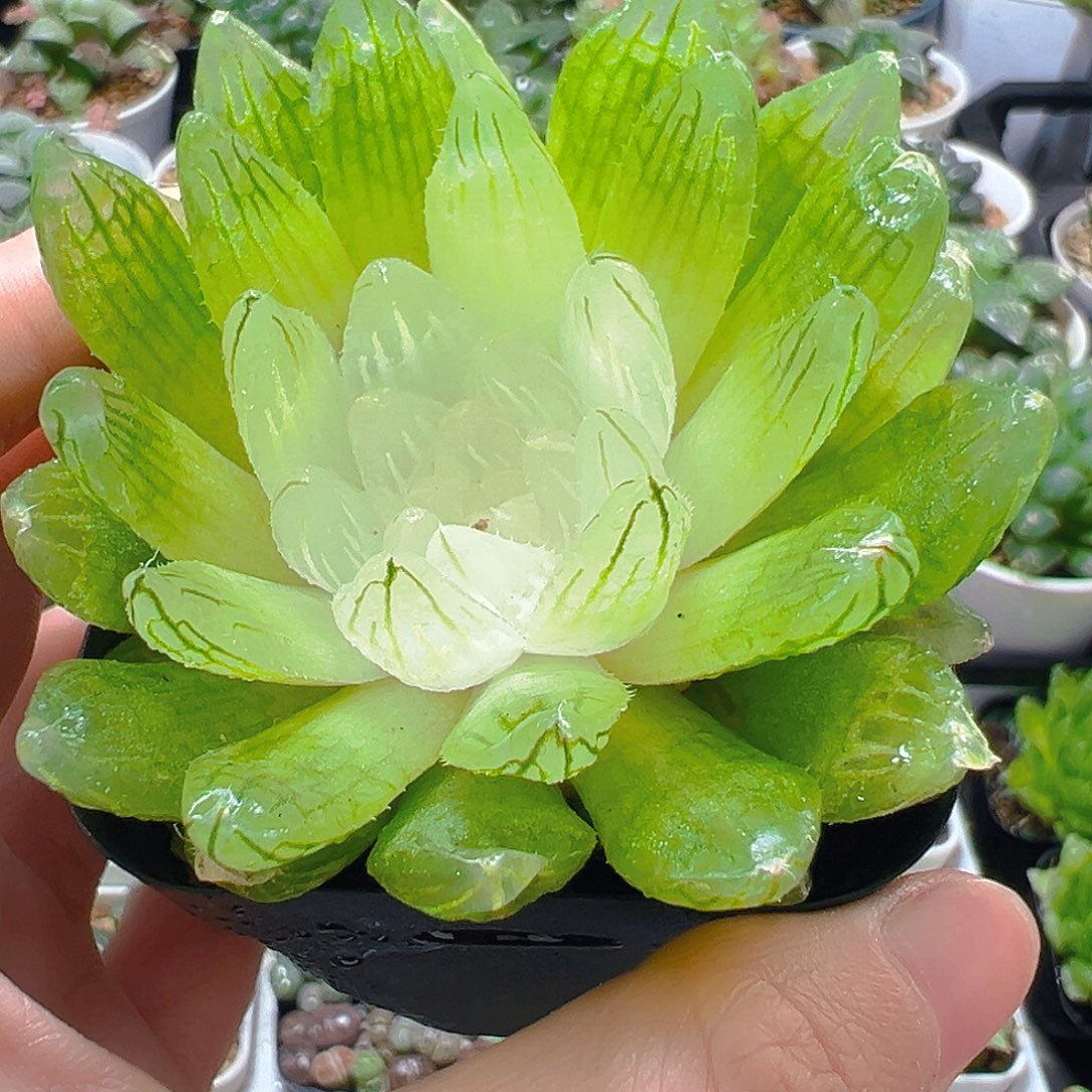 白娘子多肉多肉多肉