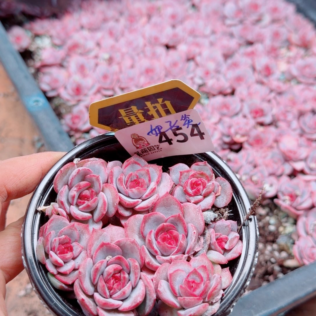 多肉植物多肉植物