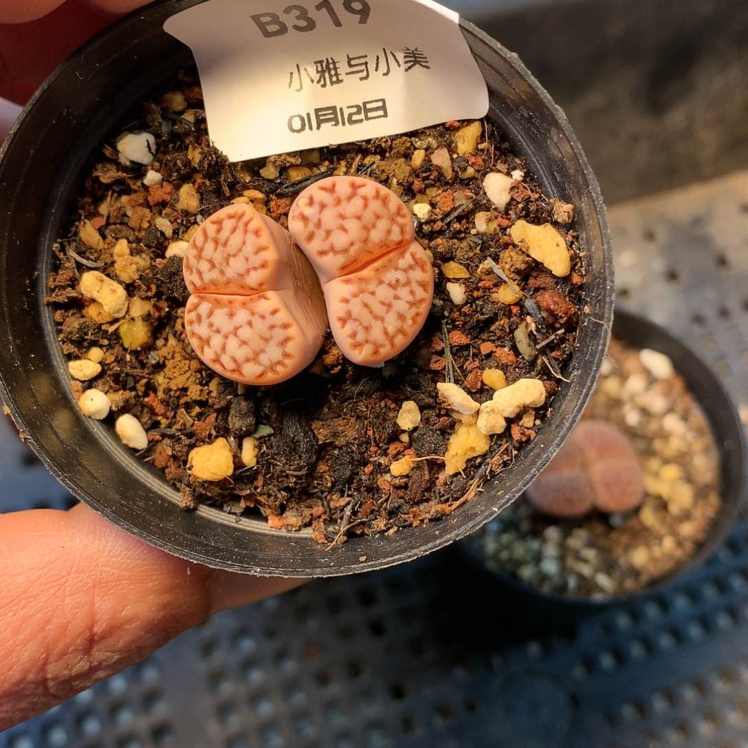 B319多肉植物保护研究所