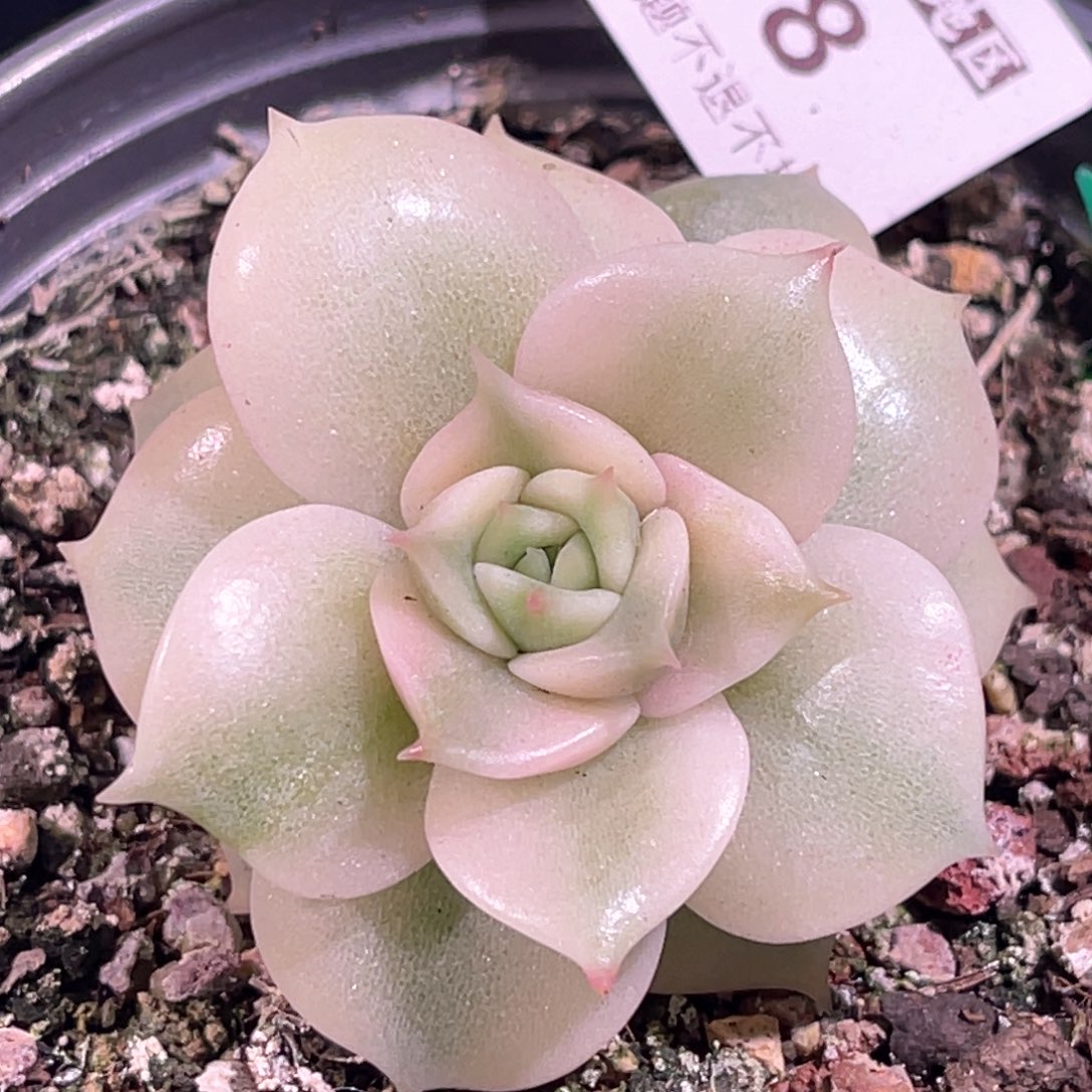 多肉特价贝加尔湖锦6808