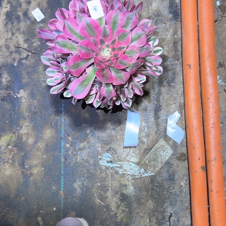 用**秋粉女巫多肉一物一拍54