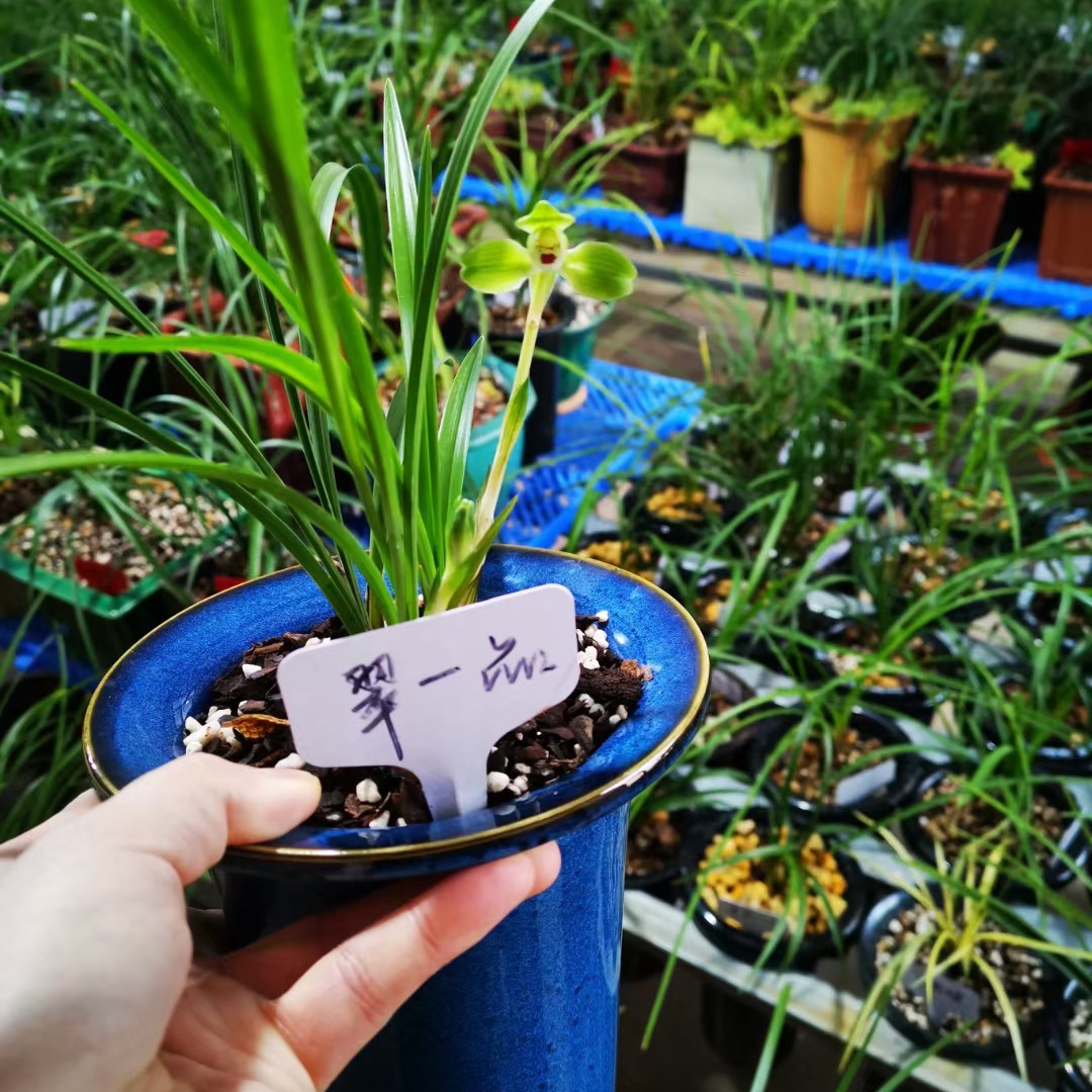 承德兰花之春兰翠一品5苗