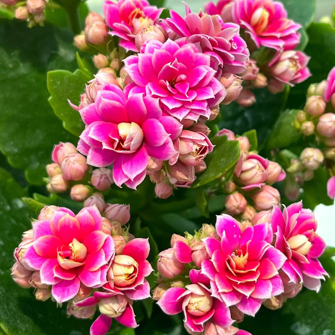 紫风铃：精品长寿带花苞发货（烂叶黄叶断个别花苞不售后，介意勿拍）