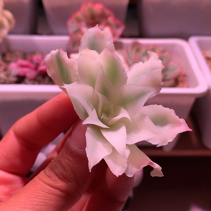 蓝丝绒锦锦锦锦锦锦锦锦锦