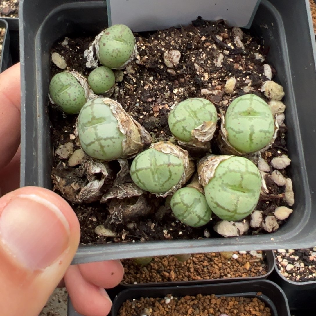 24-162肉锥多肉植物