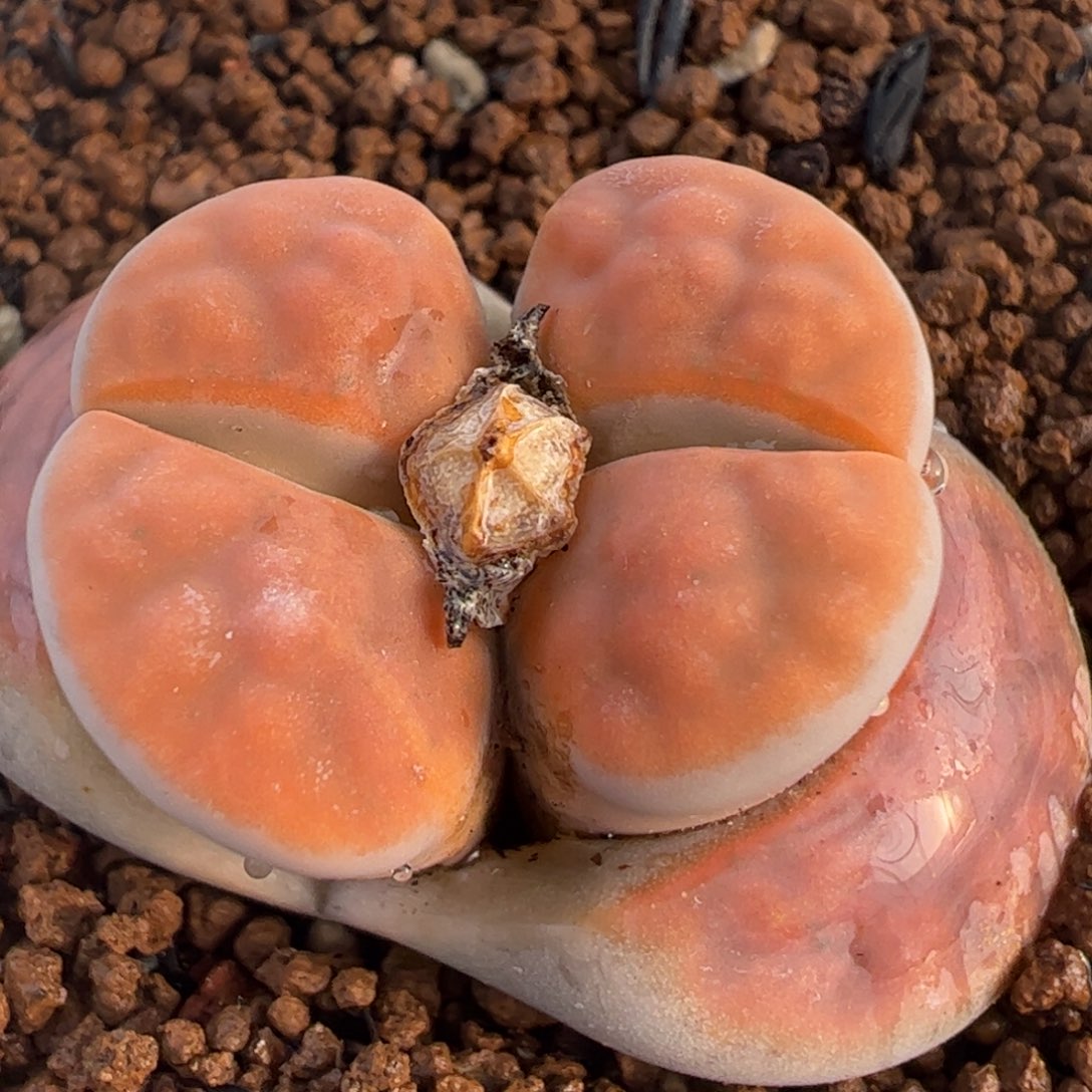 冰橙多肉植物百科