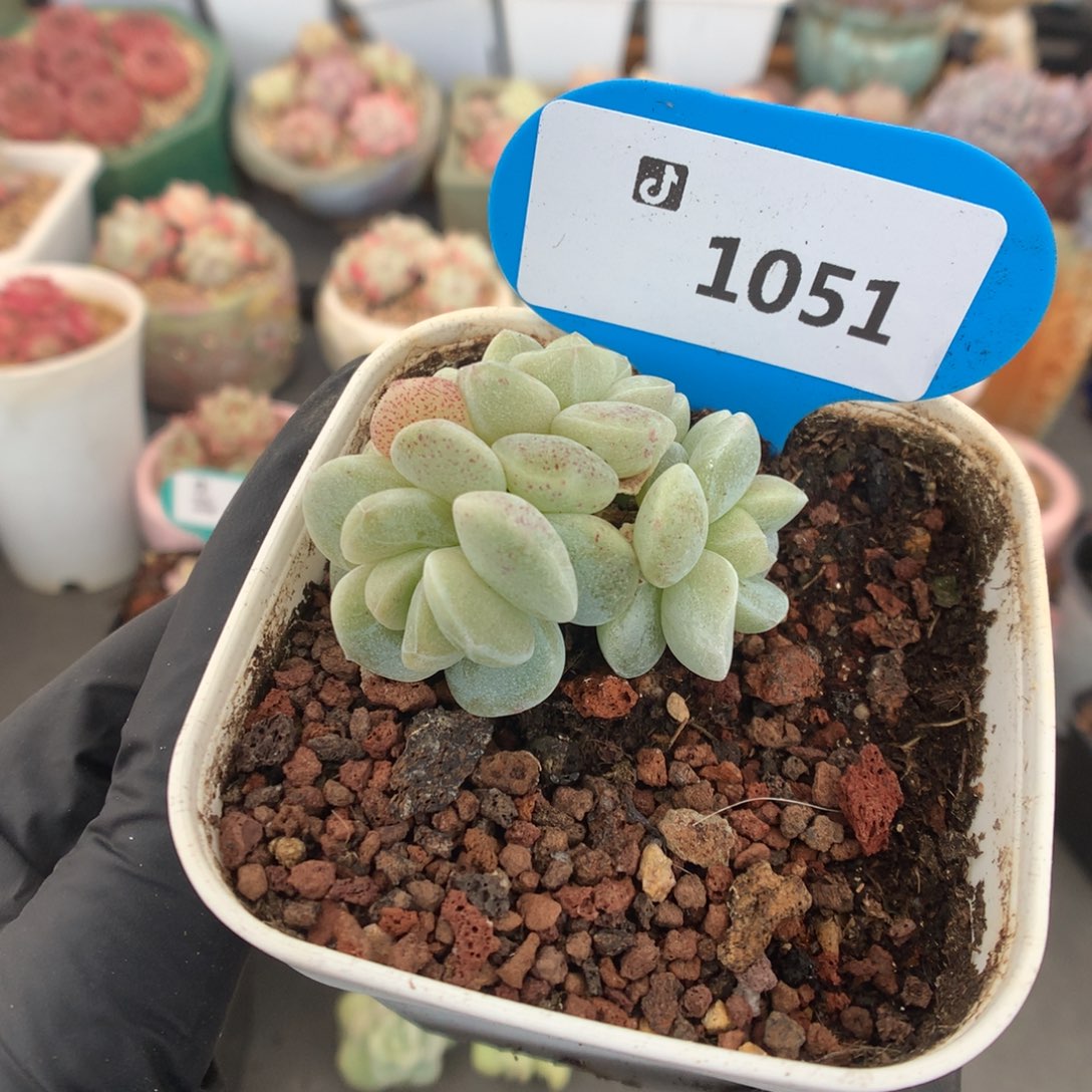 1051 特殊体冰玉石化