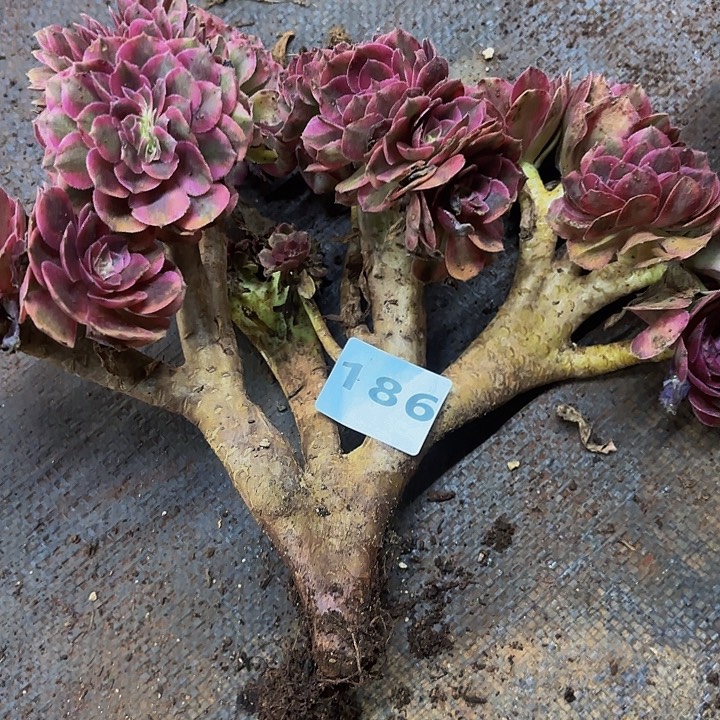 多肉植物法师福利186