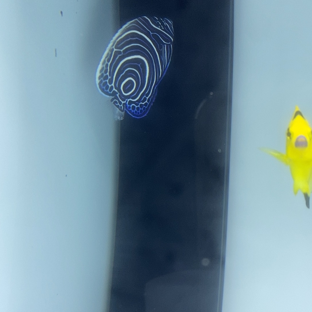 海水鱼海水观赏鱼蓝圈7-8