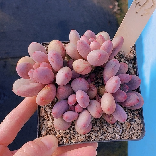 473多肉植物老桩