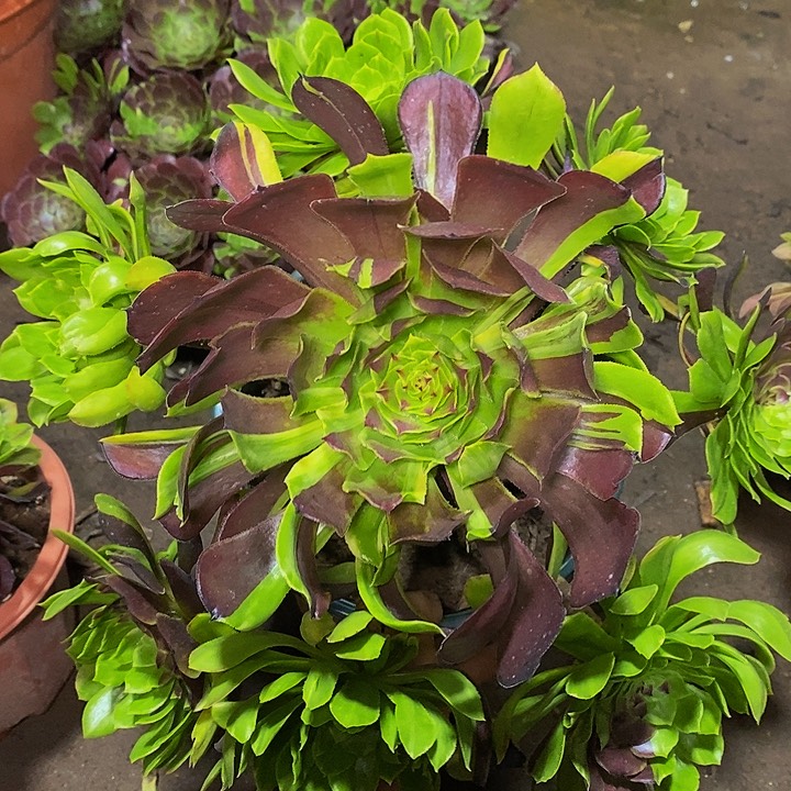 多肉植物保护研究所