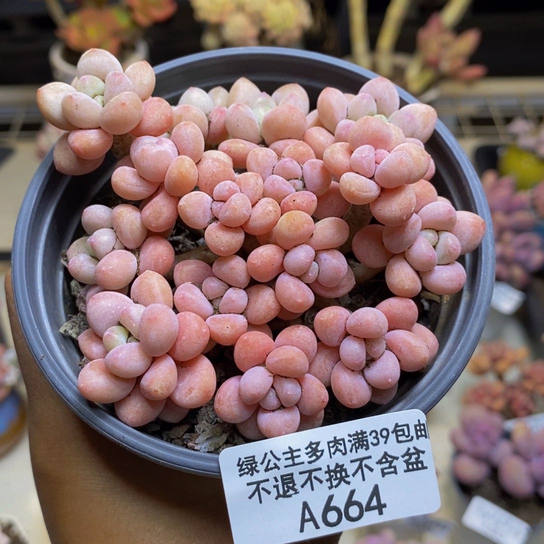 664鱼子酱多肉有砍