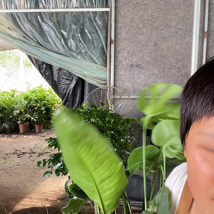 不开花植物6棵天堂鸟，3棵龟背竹