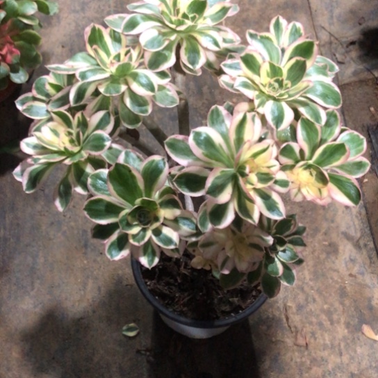 ****学无花朵燕姿法师多肉植物704号