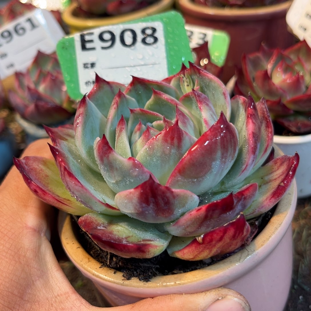 惊鸿一瞥908好多肉