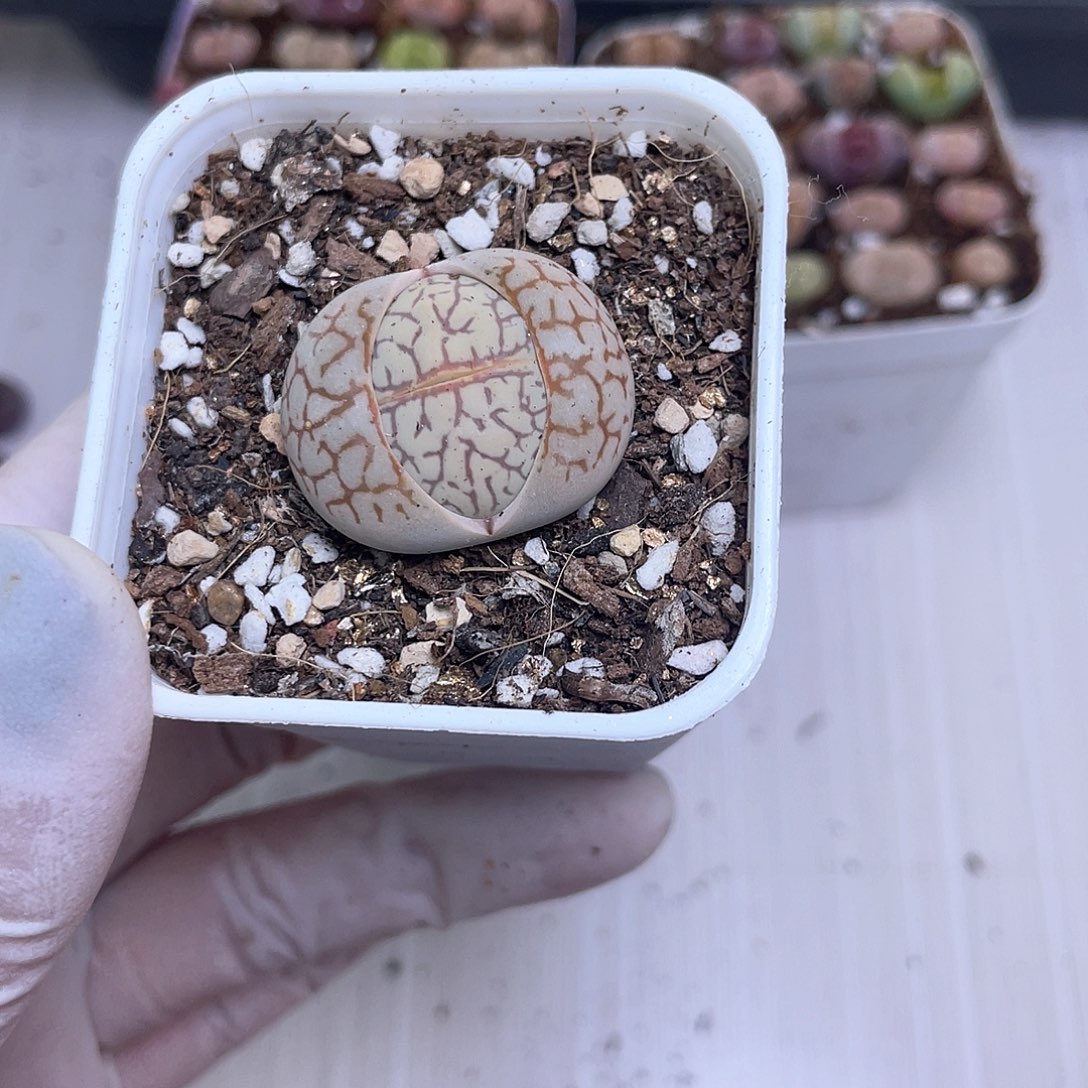 314号 大白白………………