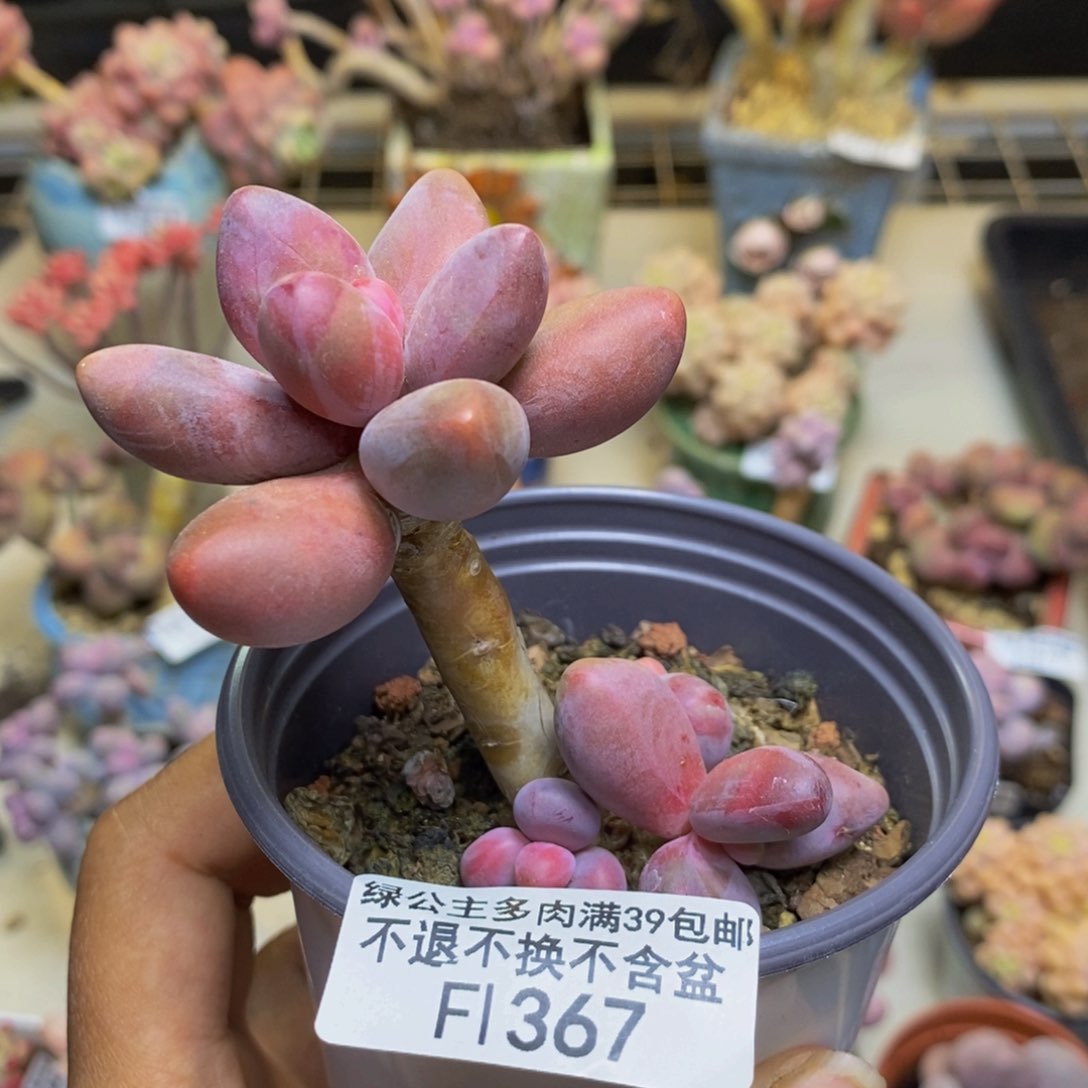 367糖果美人多肉5cm