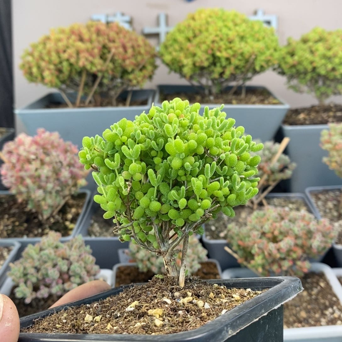 656蜜橘糖球枝干