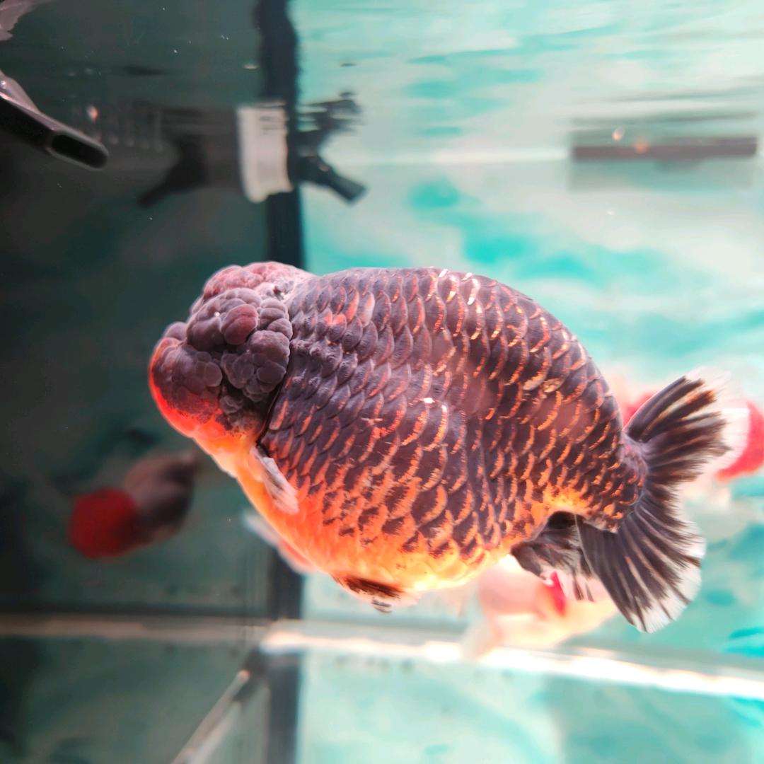 兰寿金鱼观赏鱼冷水鱼萌宠耐活鱼招财长寿