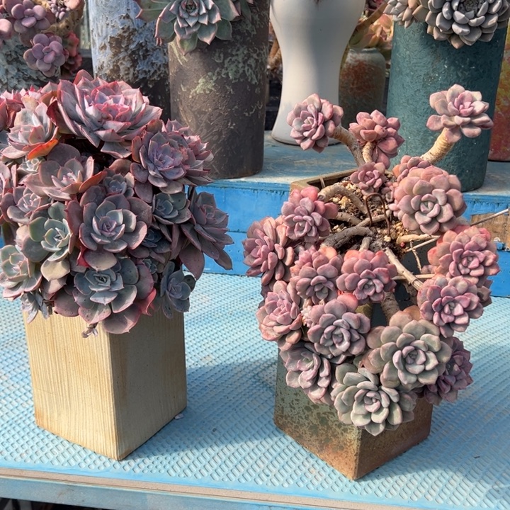 朱丽丝带盆，白露带盆走物流治理。寄养